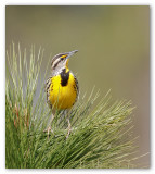 Eastern Meadowlark/Sturnelle des prs  Fl.