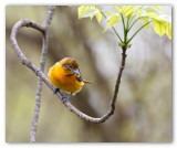 Baltimore Oriole/Baltimore de lest F.  Ontario