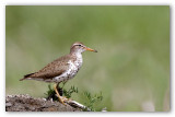 Spotted Sandpiper/Chevalier grivel