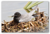 Black Tern/Guifette noire