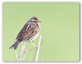 Savannah Sparrow/Bruant des prs