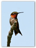 Ruby-throated Hummingbird/Colibri  gorge rubis