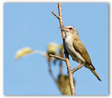 Red-Eyed Vireo/Viro aux yeux rouges