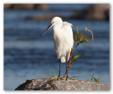 Little Egret/Aigrette Garzette