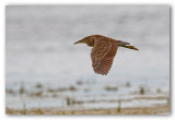 Black-Crowned Night-Heron, Juvenile/Bihoreau gris, immature