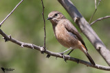 Pied Bushchat (Saxicola caprata)female