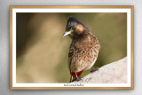 Red-vented Bulbul (Pycnonotus cafer)