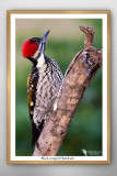 Black-rumped flameback (Dinopium benghalense)