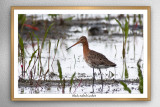 Black-tailed Godwit (Limosa limosa)