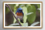 Blue-throated Flycatcher (Cyornis rubeculoides)