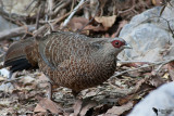 Kalij Pheasant (Lophura leucomelanos)female