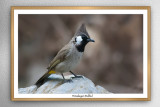 Himalayan bulbul (Pycnonotus leucogenys)
