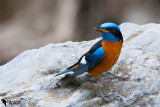 Blue-capped Rock-thrush (Monticola cinclorhynchus)