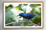 Purple sunbird(Cnnyris asiatica)female