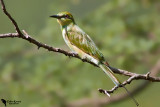 Green Bee-eater (Merops orientalis)