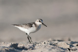 Sanderling (Calidris alba)