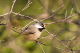 White-cheeked Bushtit (Aegithalos leucogenys)