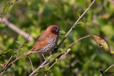 Scaly-breasted munia (Lonchura punctulata)