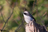 Grey Bushchat (Saxicola ferreus)