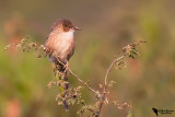 Common Babbler (Turdoides caudata)