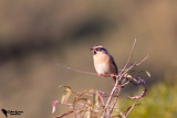 Black-throated Accentor (Prunella atrogularis)