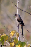 Grey Treepie, (Dendrocitta formosae)