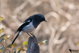 Blue-capped Redstart (Phoenicurus caeruleocephala) male