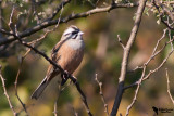 Rock Bunting (Emberiza cia)