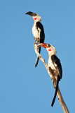 Von der Deckens Hornbill (Tockus deckeni)