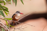 Grey-headed Kingfisher (Halcyon leucocephala)