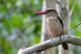 Brown-hooded Kingfisher (Halcyon albiventris)