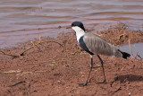 Spur-winged Lapwing (Vanellus spinosus)