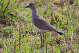  Senegal Lapwing (Vanellus lugubris)