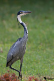 Black-headed Heron (Ardea melanocephala)