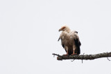 Palm-nut Vulture (Gypohierax angolensis)