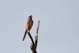 Rosy-patched Bushshrike (Rhodophoneus cruentus)