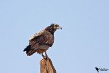 Egyptian Vulture (Neophron percnopterus)