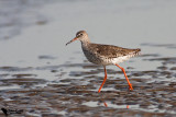 Redshank (Tringa totanus)