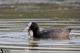 Coot (Fulica atra)