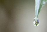 Rain Drops