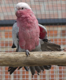 Pinky my Cockatoo