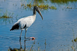 Wood Stork