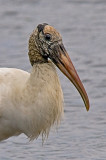 Wood Stork--a Face Only Another Stork Could Love