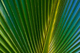 Palmetto