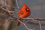 Cardinal