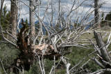 Bunsen Peak Hike