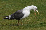 Lesser Black-backed Gull Y[H501]