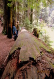 Giant log in Sequoia Park 03