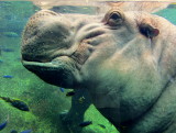 San Antonio Zoo Hippo 02