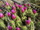 Sanderson Texas Cactus Blossoms 01
